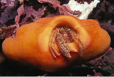 《宝可梦：朱紫》最新更新上线 修复多个问题